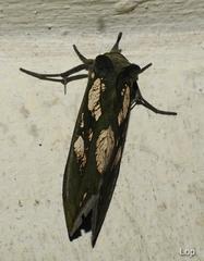 Eudocima hypermnestra