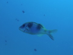 Parupeneus crassilabris