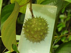 Byttneria grandifolia