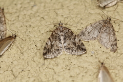 Hydriomena furcata