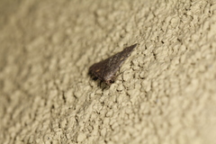 Idia diminuendis