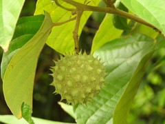 Byttneria grandifolia