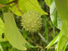 Byttneria grandifolia