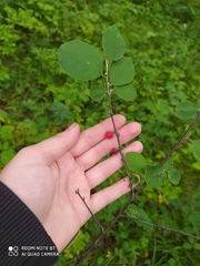 Cotoneaster uniflorus
