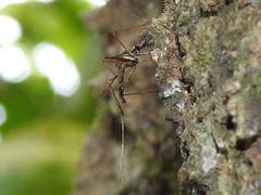 Toxorhynchites splendens
