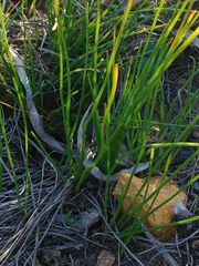 Trachyandra chlamydophylla