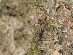 Toxorhynchites splendens