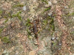 Toxorhynchites splendens