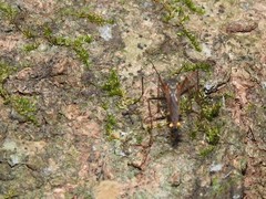 Toxorhynchites splendens