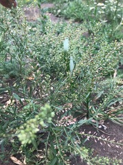 Lepidium ruderale