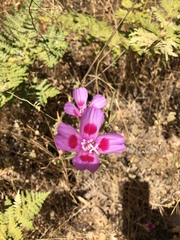 Clarkia gracilis sonomensis