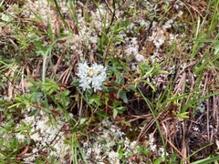 Rhododendron groenlandicum