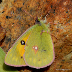 Colias fieldii