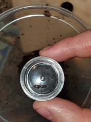 Formica subaenescens