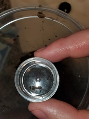 Formica subaenescens