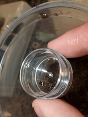 Formica subaenescens