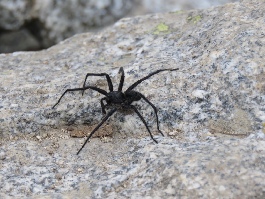 Melocosa fumosa