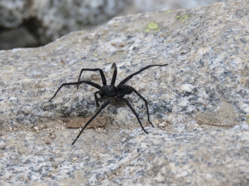 Melocosa fumosa