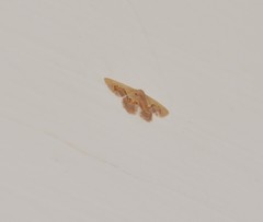 Idaea gemmaria