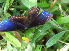 Euploea mulciber mulciber