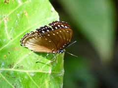 Euploea mulciber mulciber