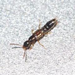 Staphylininae