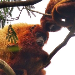 Alouatta arctoidea