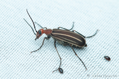 Epicauta floydwerneri