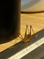 Euhadenoecus puteanus