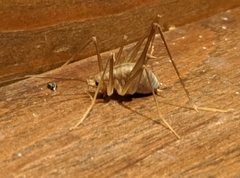 Euhadenoecus puteanus