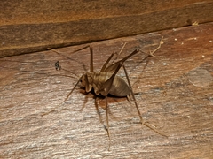 Euhadenoecus puteanus