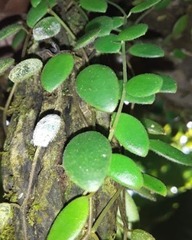 Peperomia blanda