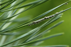 Schizolachnus pineti