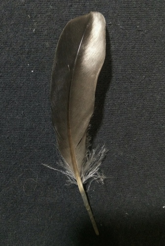 Plume de Garrot à œil d'or