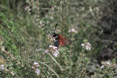 Zygaena rhadamanthus