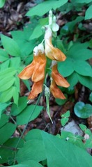 Lathyrus laevigatus