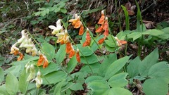 Lathyrus laevigatus