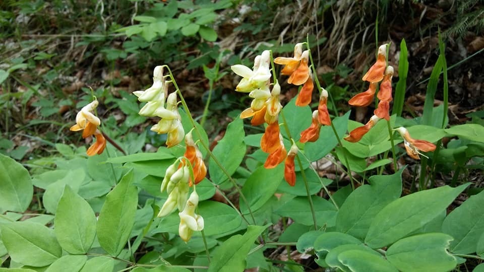 ochre-colored vetchling