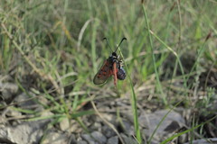 Zygaena rhadamanthus