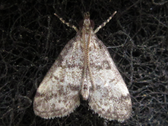 Dolicharthria bruguieralis