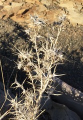Berkheya carlinifolia