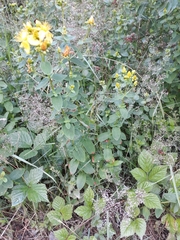 Hypericum maculatum