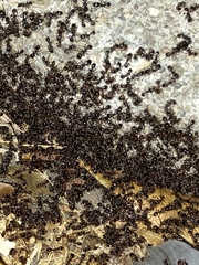 Tetramorium immigrans