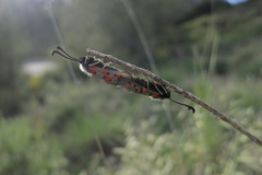 Zygaena rhadamanthus