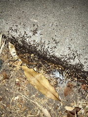 Tetramorium immigrans