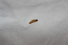 Amyelois transitella