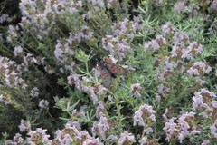 Zygaena rhadamanthus