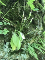 Primula fassettii