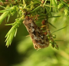 Korscheltellus fusconebulosa