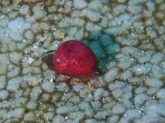 Cystiscidae